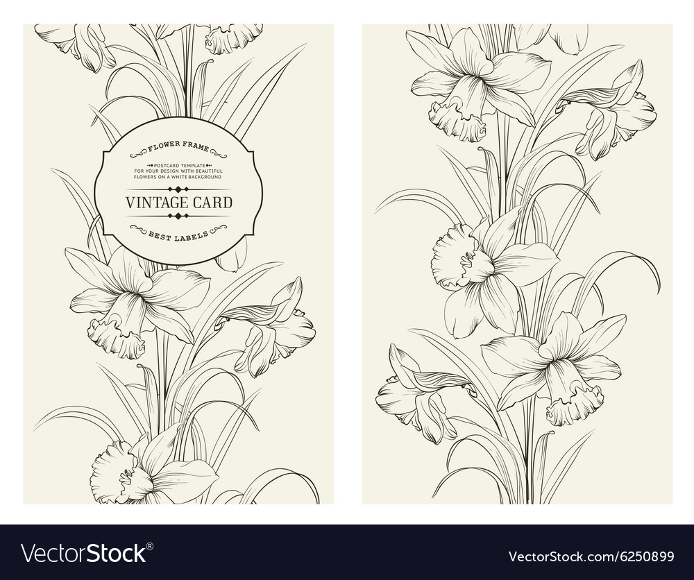 Daffodil flower Royalty Free Vector Image - VectorStock