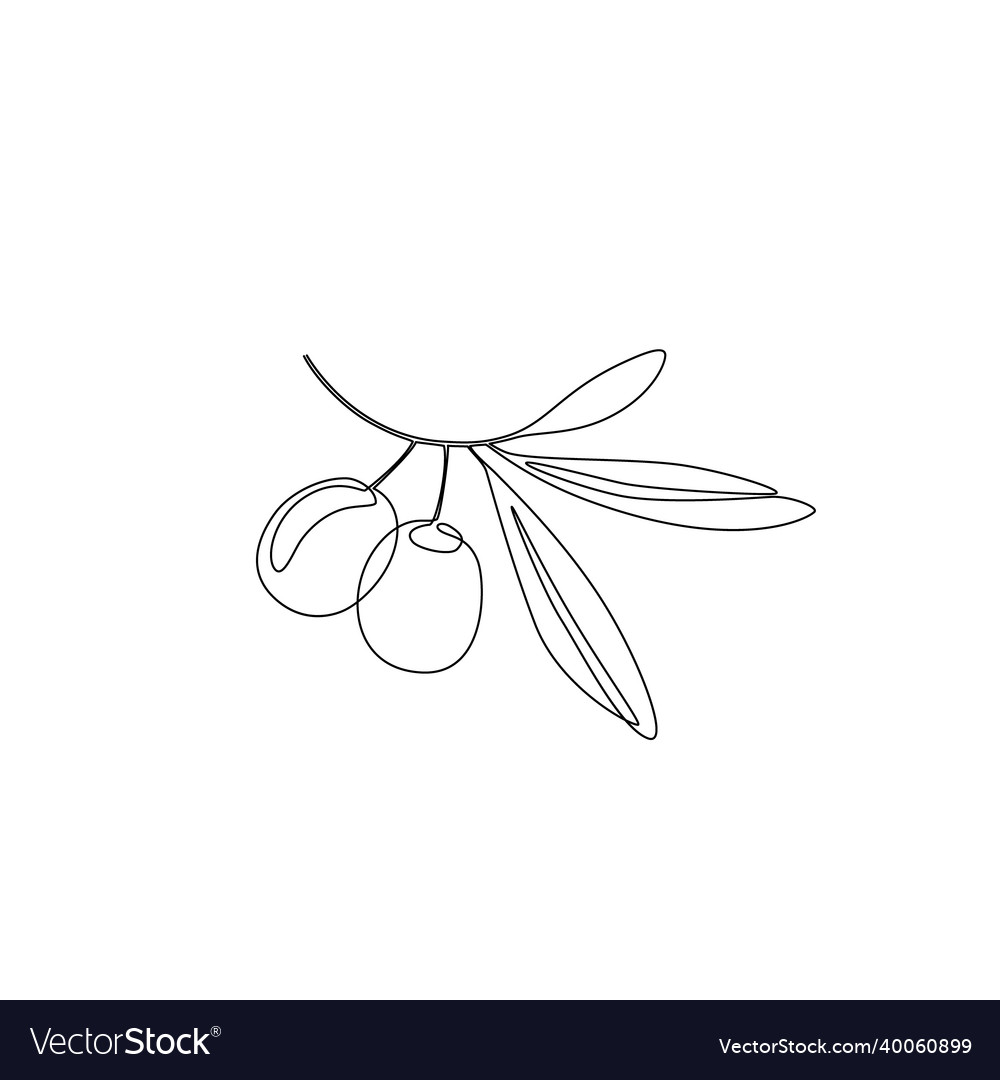 Olive leaves in continuous line art drawing style Vector Image