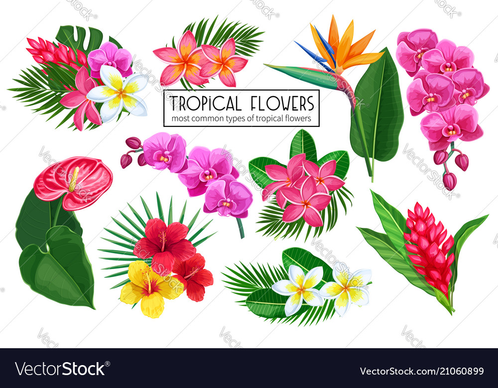 Set Tropical Flowers Royalty Free Vector Image