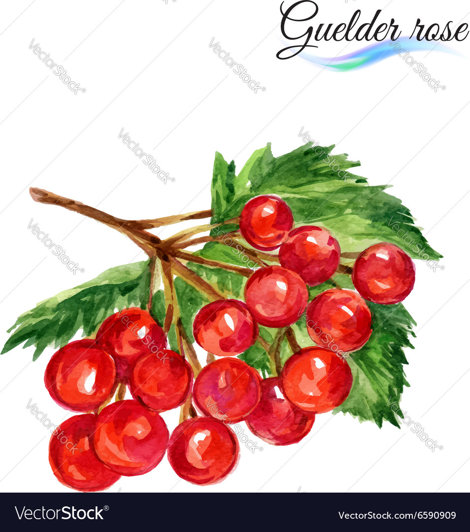 Watercolor Guelder Rose Royalty Free Vector Image