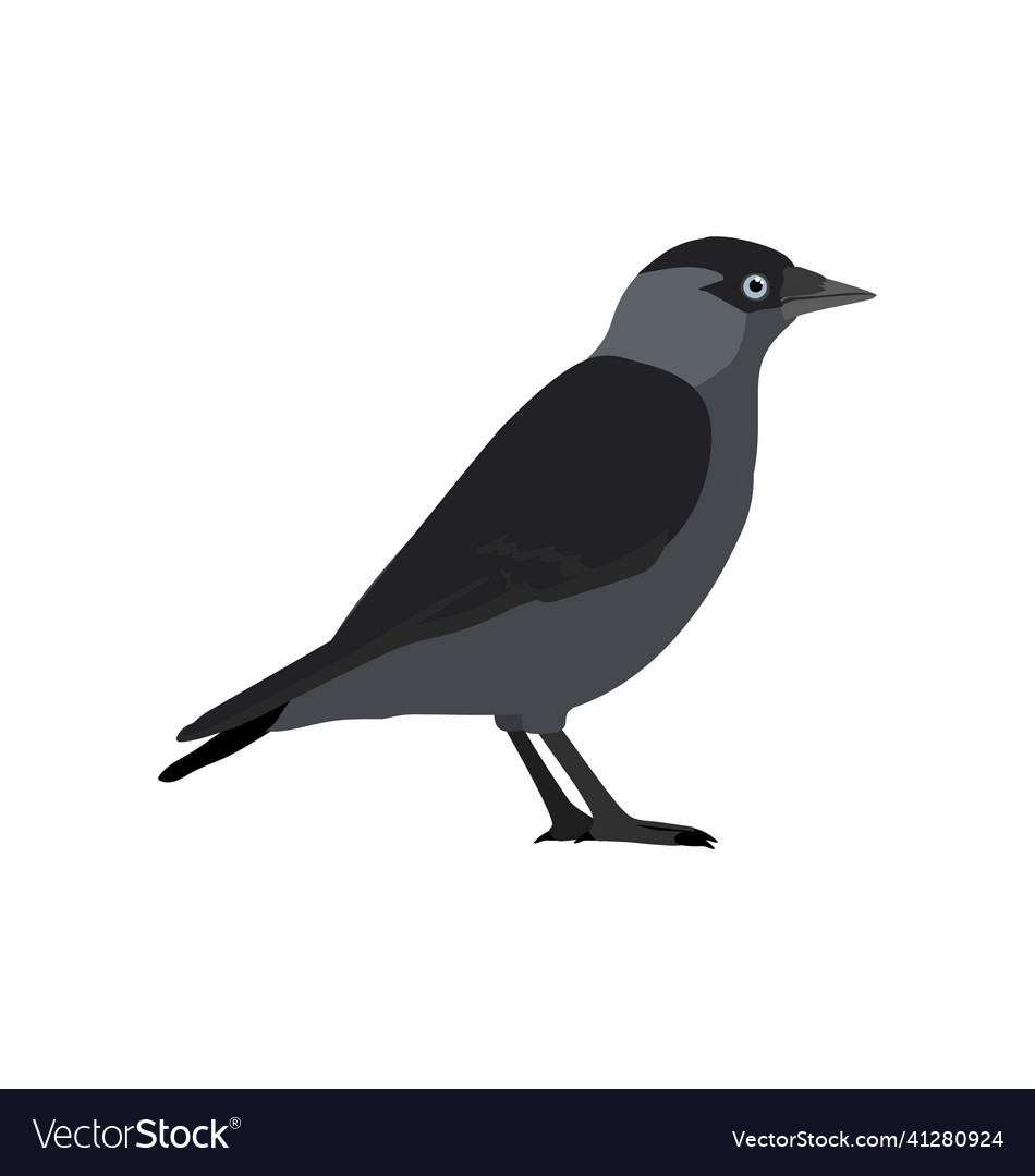 Corvus monedula - western jackdaw - side view Vector Image