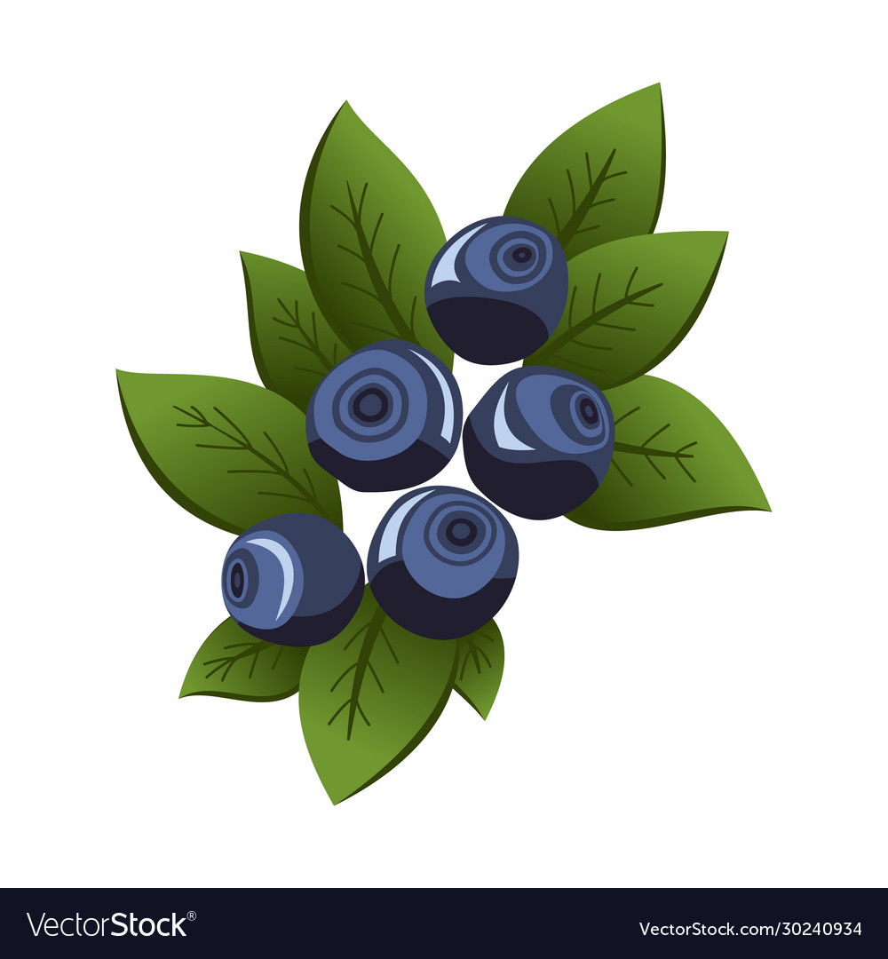 Hand drawn branch bilberry berries with leaves Vector Image