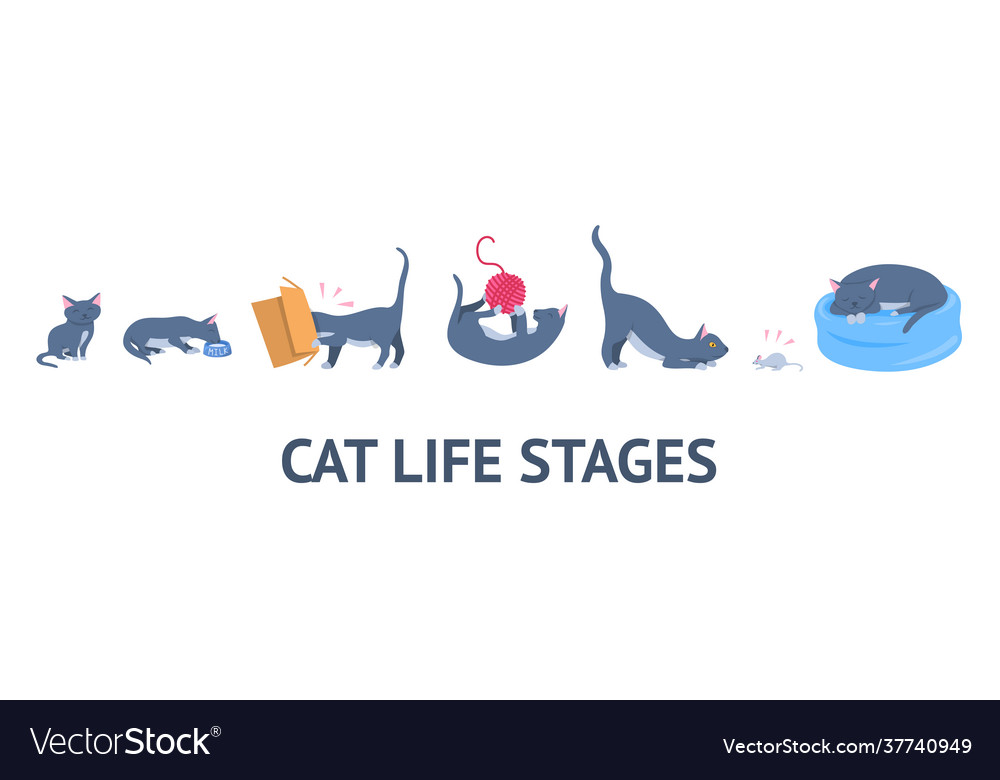 Cartoon color character cat growth stages set