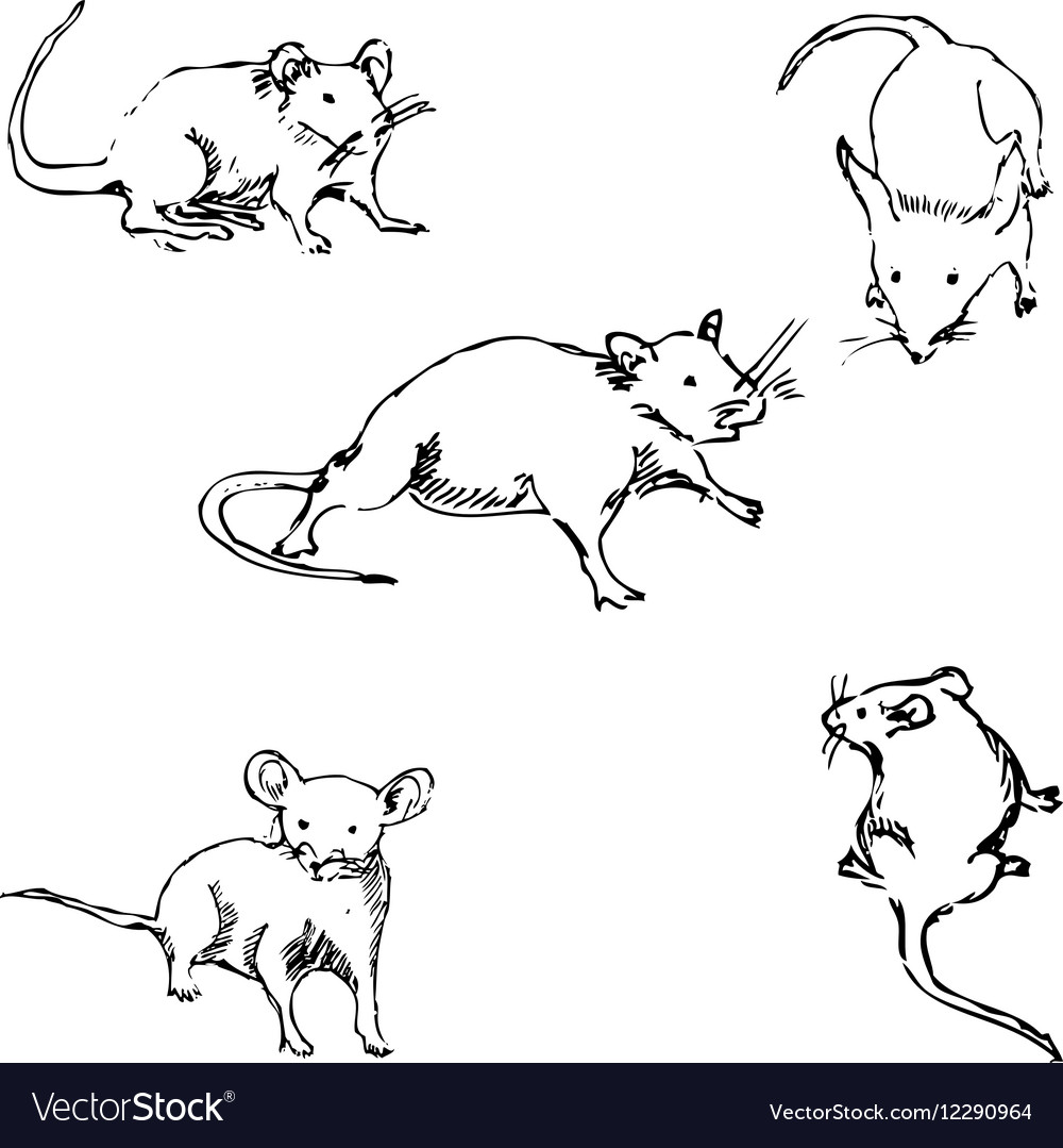 How to draw from nature sketch of cute rat. Creation step by step pencil  drawing. Educational page for artists. School textbook for developing  artistic skills. Hand-drawn vector image. - Stock Image -