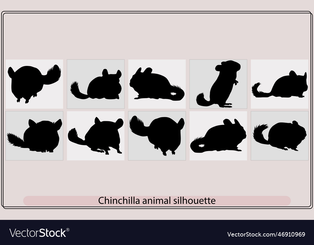 Chinchilla animal silhouette set silhouette Vector Image