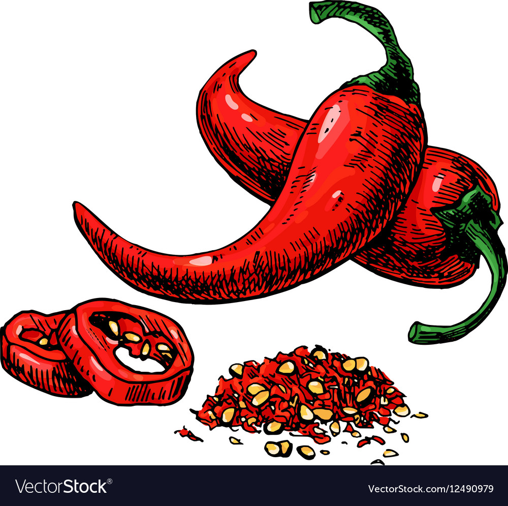 Chili pepper hand drawn