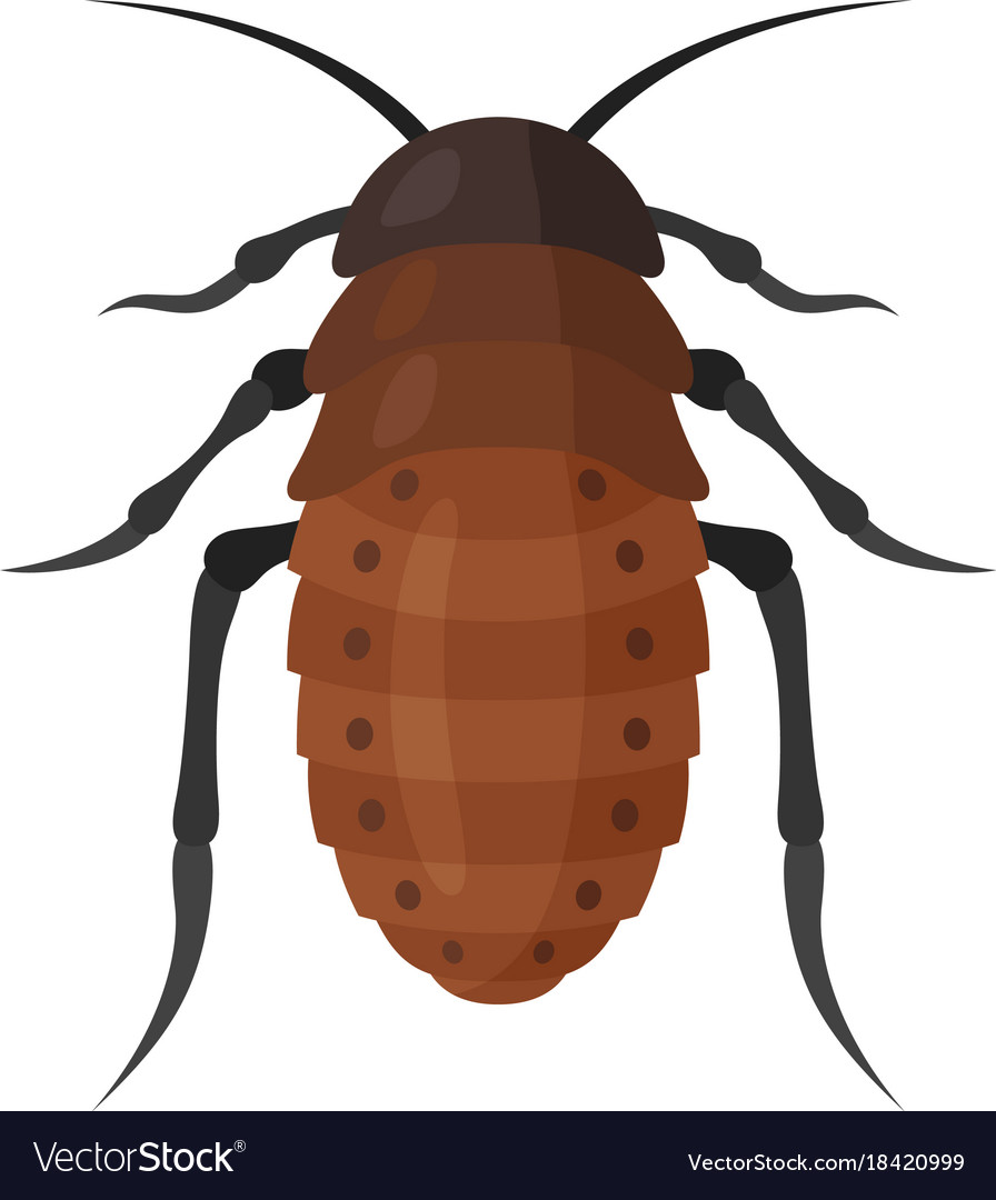 Cockroach icon on white background Royalty Free Vector Image