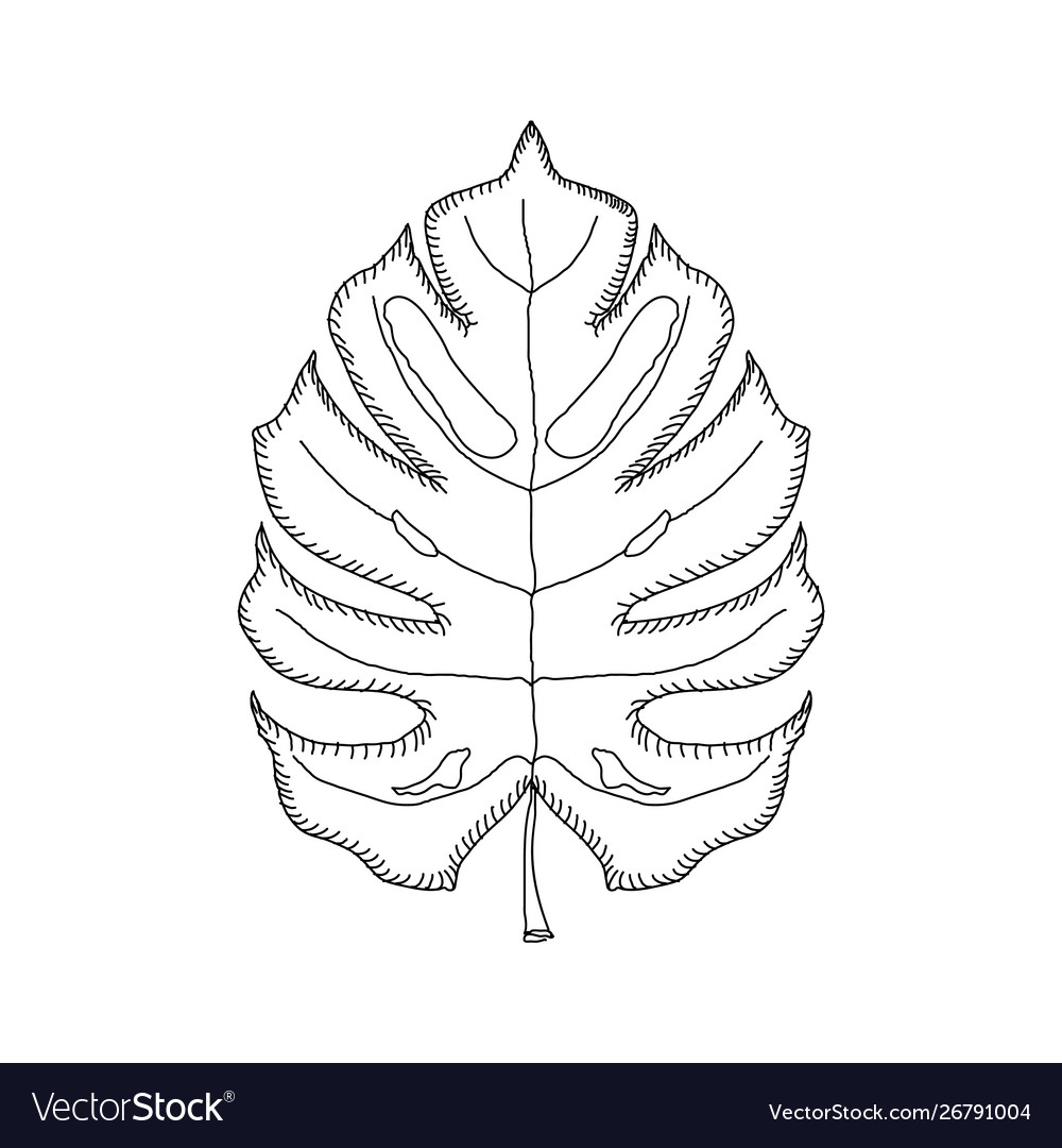 Hand drawn leaf jungle tropical leave isolated Vector Image