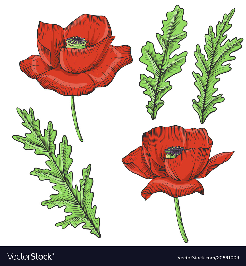 Vintage floral set Royalty Free Vector Image - VectorStock