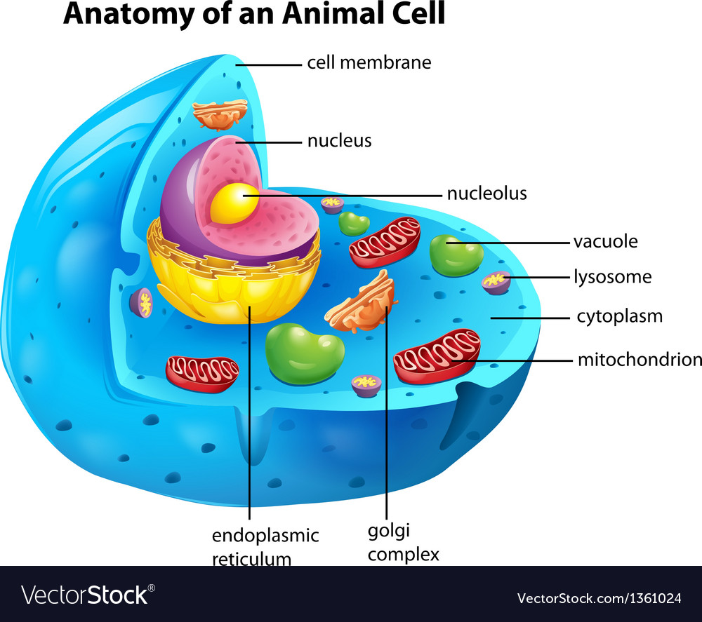 animalia cell diagram