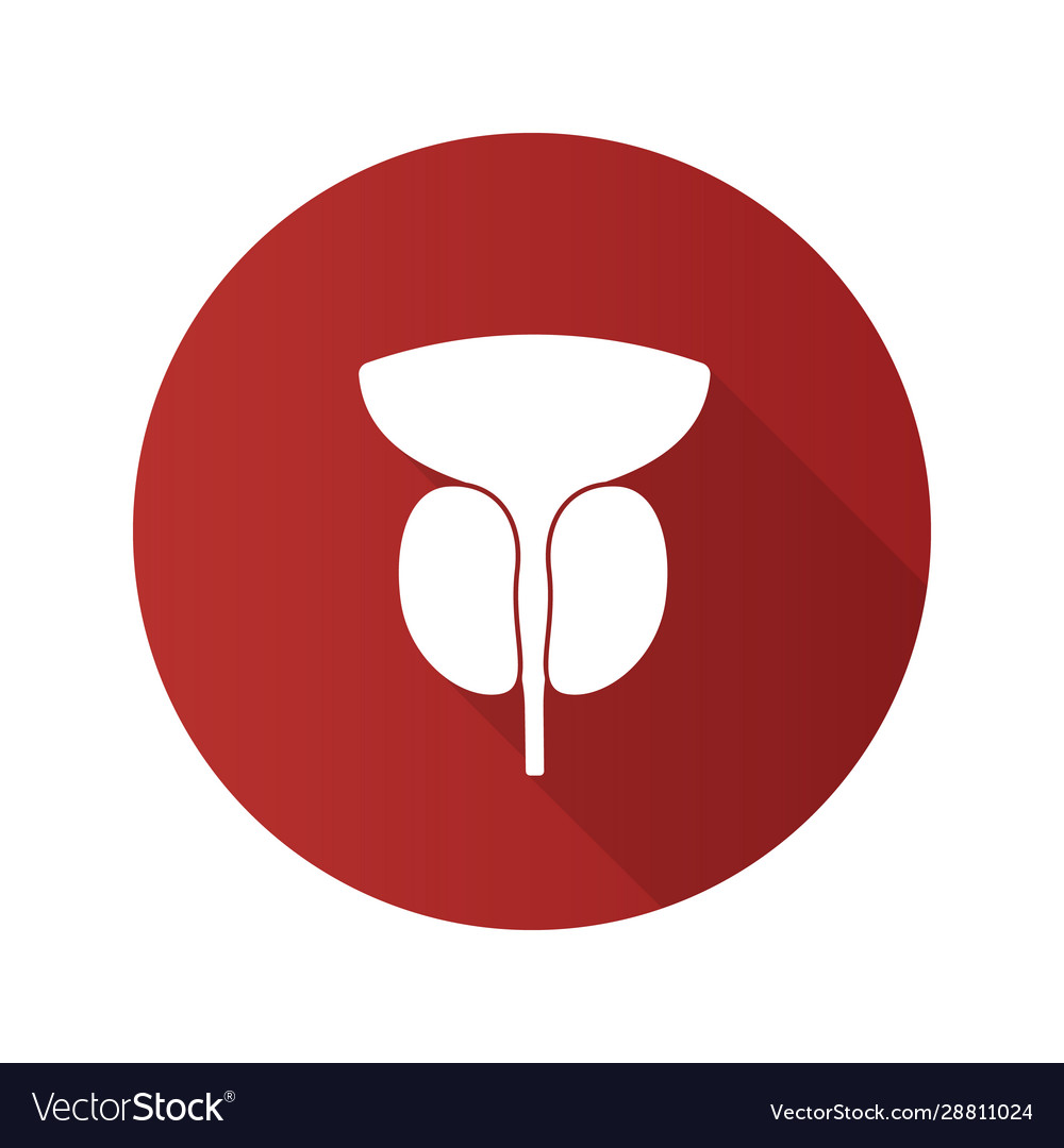 Prostate Gland And Urethra Flat Design Long Vector Image