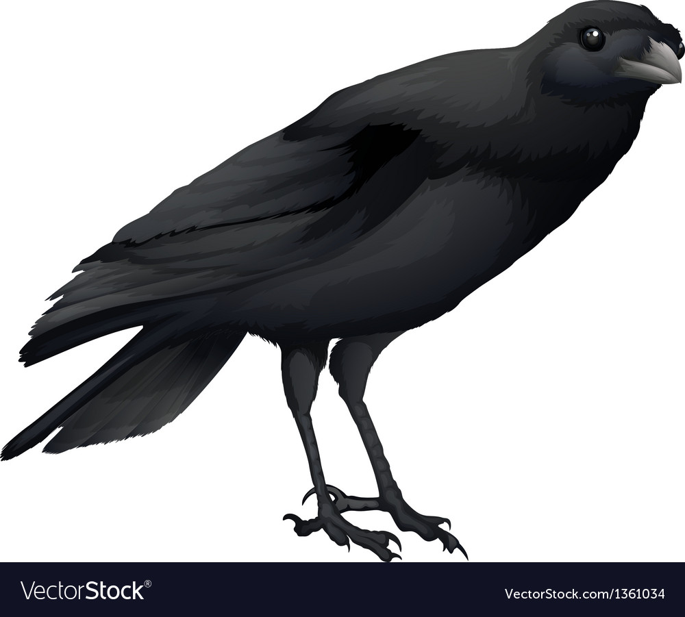 Crow Royalty Free Vector Image - VectorStock