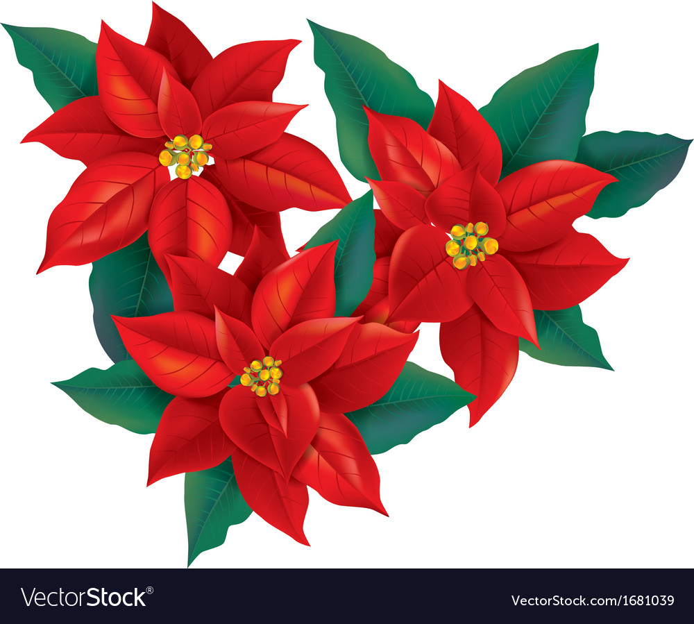 christmas red flower plant