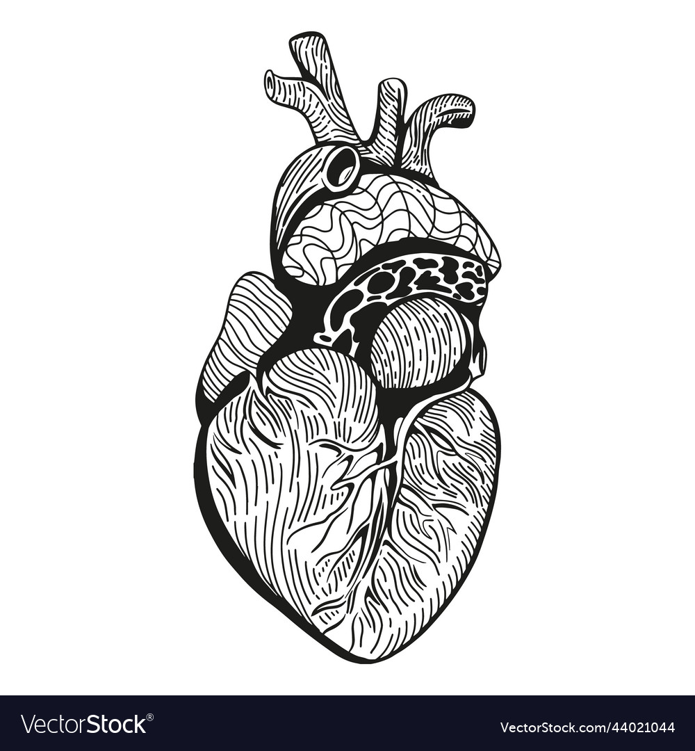 Hand drawn sketch of human heart on a white Vector Image