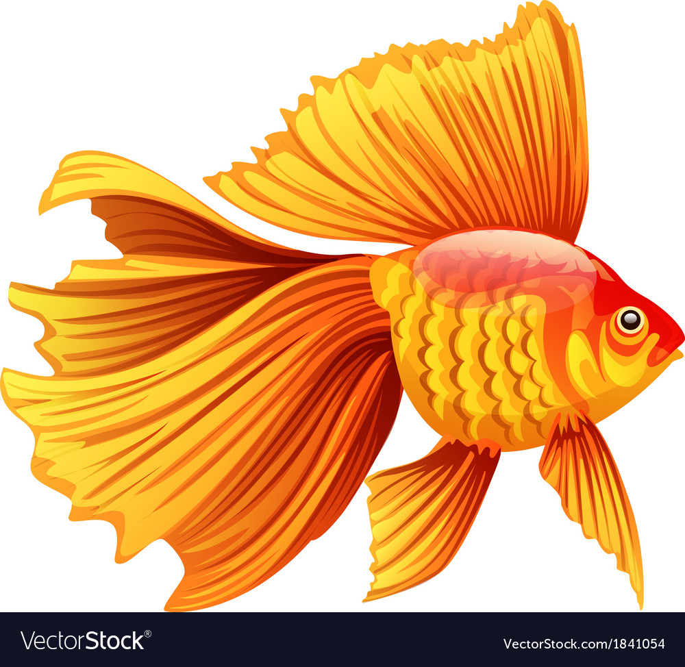 Download Gold fish Royalty Free Vector Image - VectorStock