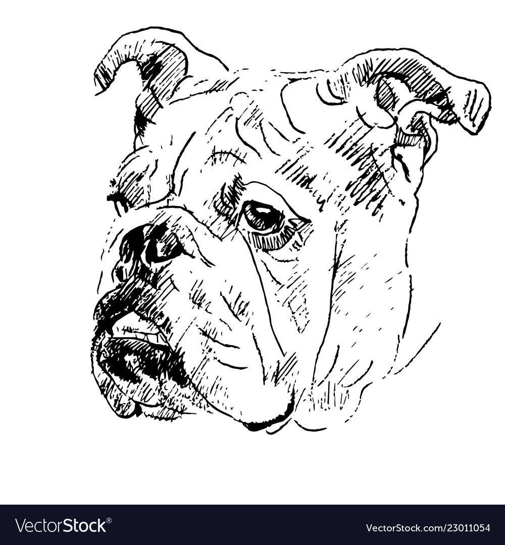 Hand drawing sketch of english bulldog head Vector Image