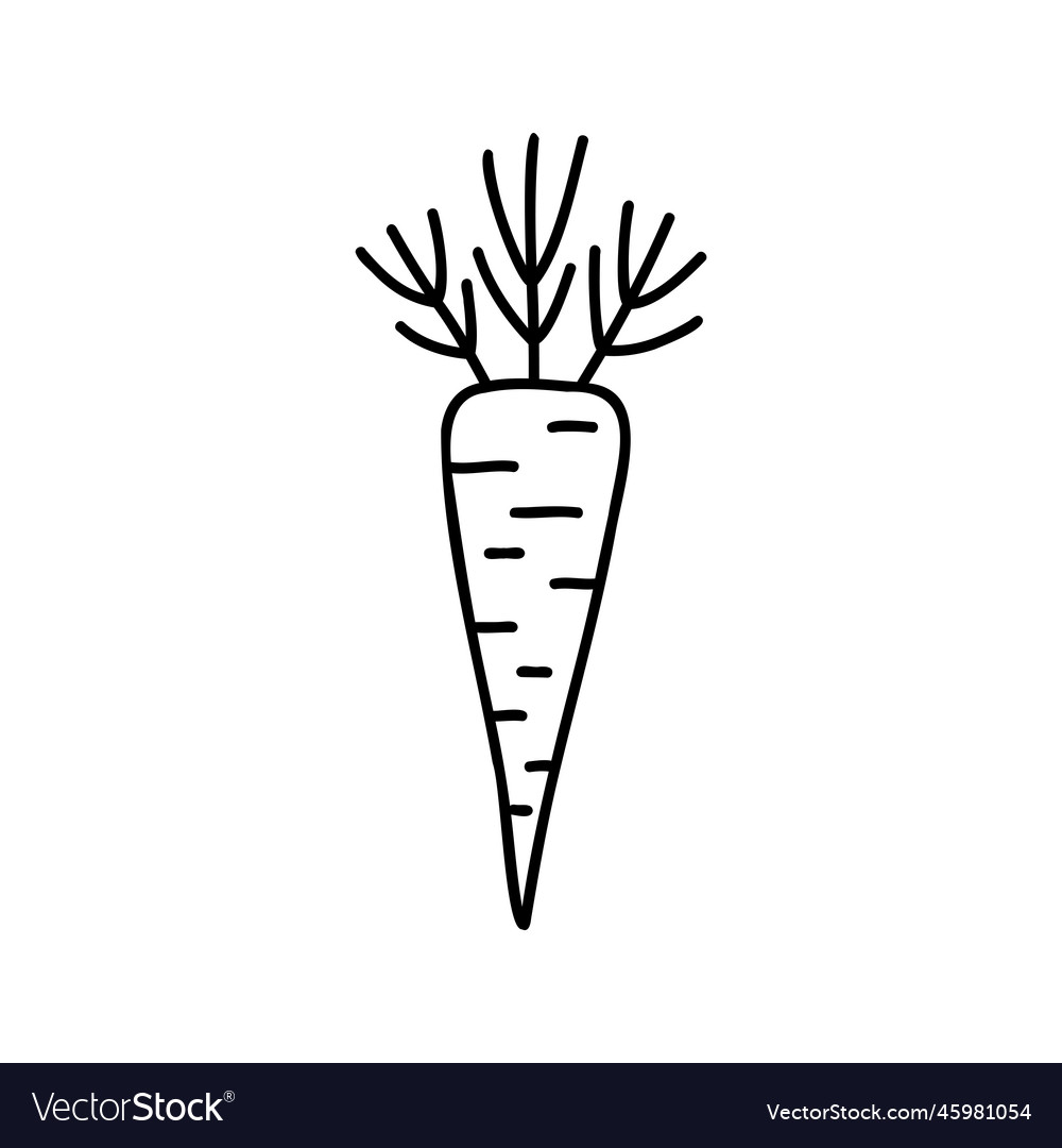 Simple black line drawing cartoon doodle carrot Vector Image Simple black line drawing cartoon doodle carrot Vector Image
