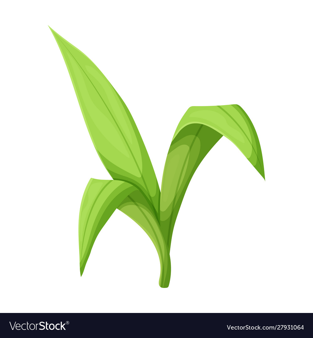 Leaves sugarcane iconcartoon Royalty Free Vector Image Leaves sugarcane iconcartoon Royalty Free Vector Image