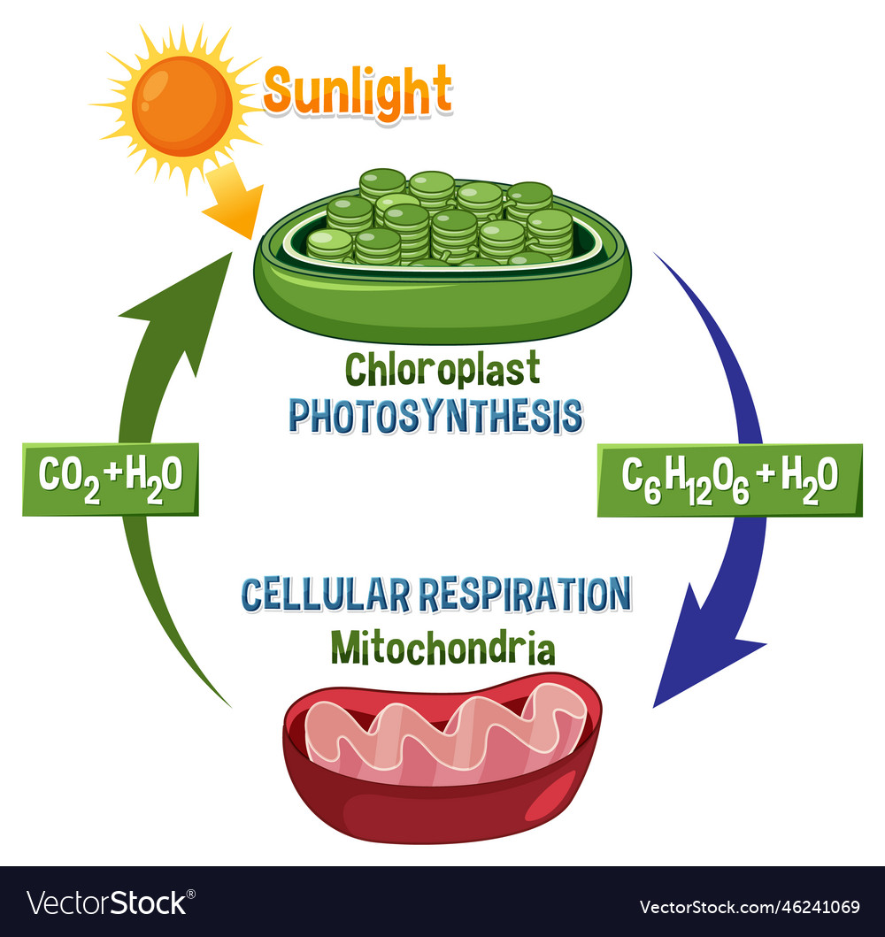 photosynthesis and cellular respiration relationship