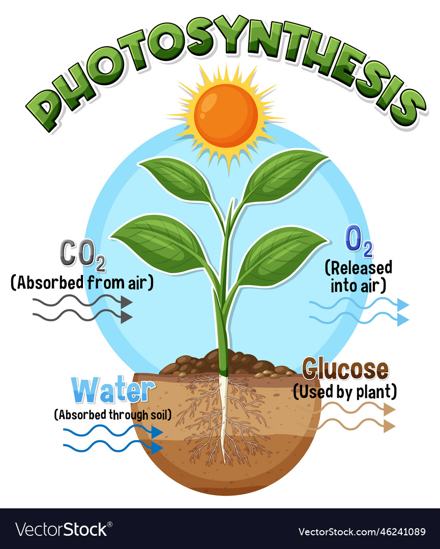 Diagram of photosynthesis for biology and life Vector Image