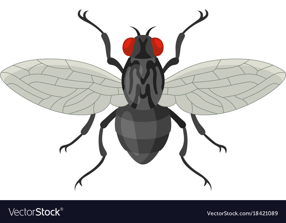 Home fly in cartoon style Royalty Free Vector Image