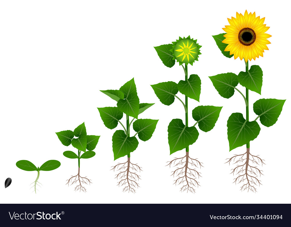 Growth stage sunflower Royalty Free Vector Image