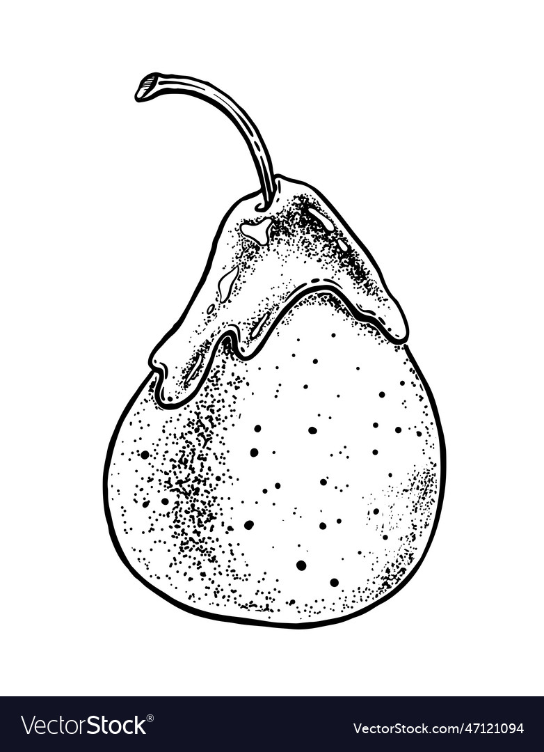 Sketch of caramelized pear Royalty Free Vector Image