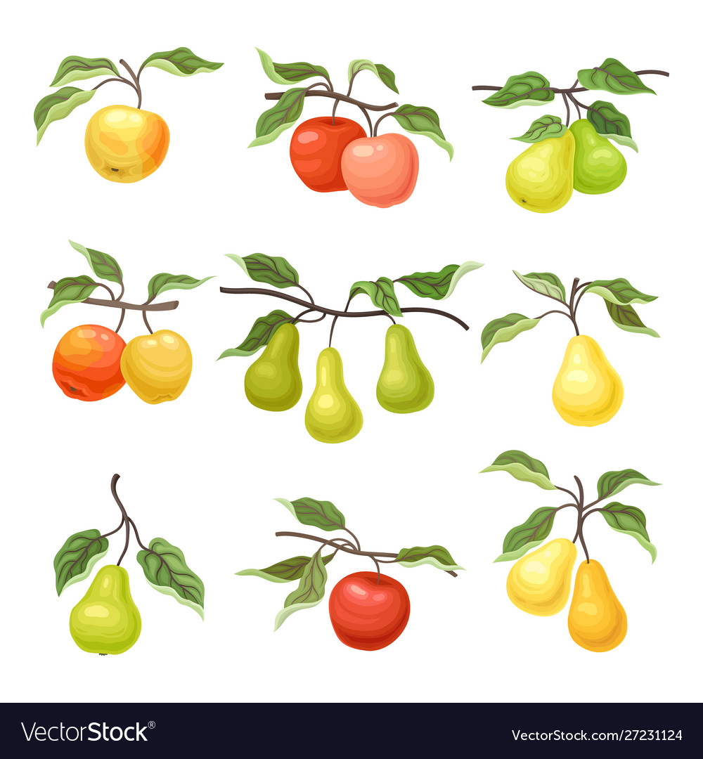 Set apples and pears Royalty Free Vector Image