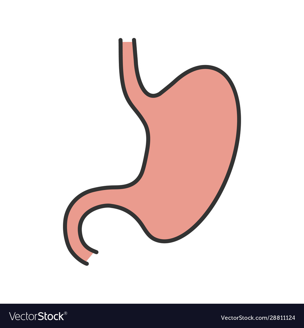 Stomach color icon Royalty Free Vector Image - VectorStock