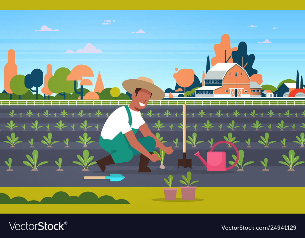 Male Farmer Planting Young Seedlings Plants Vector Image