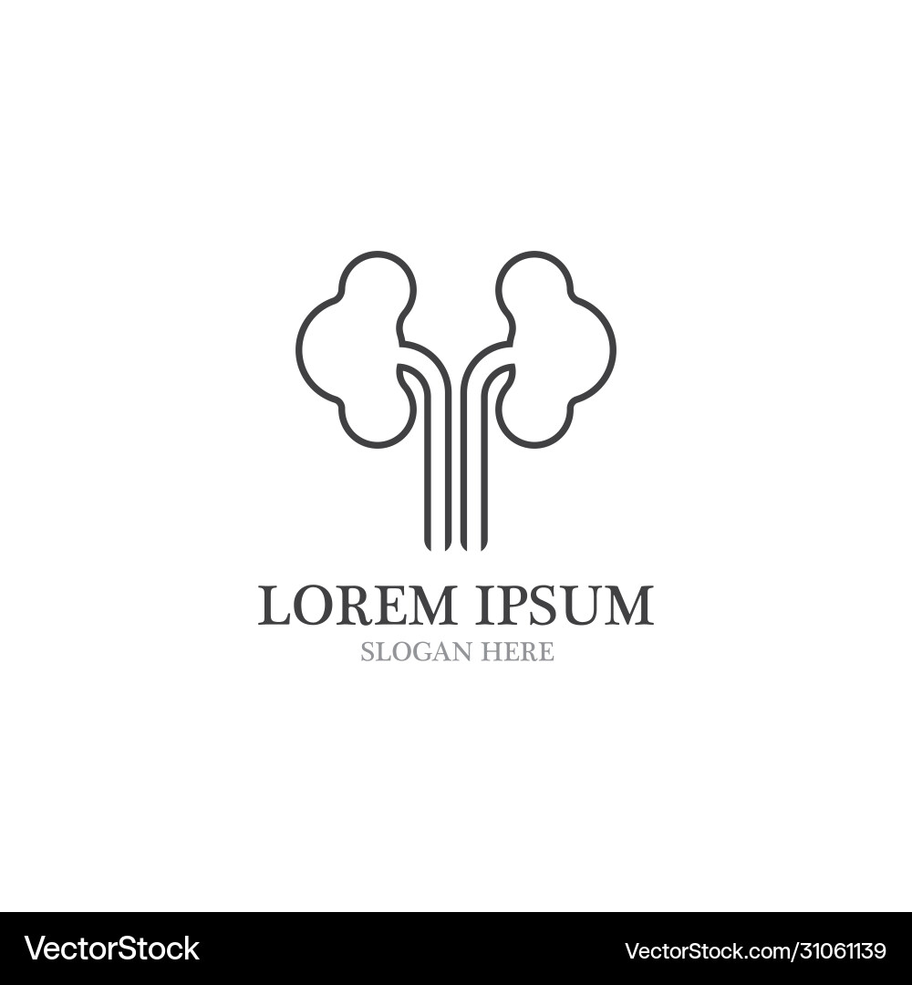 Kidney Royalty Free Vector Image - VectorStock