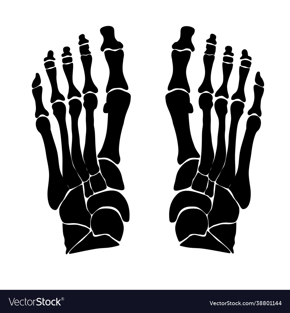 Anatomical structure bones foot Royalty Free Vector Image