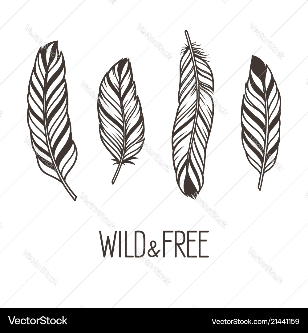 Feathers set Royalty Free Vector Image - VectorStock