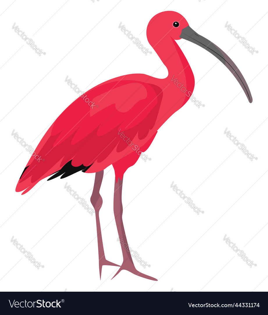 Scarlet ibis bird on a white background Royalty Free Vector