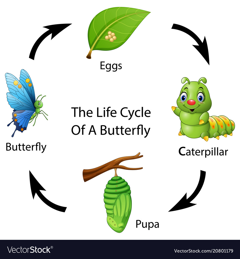 Life Cycle Of A Butterfly Story Books