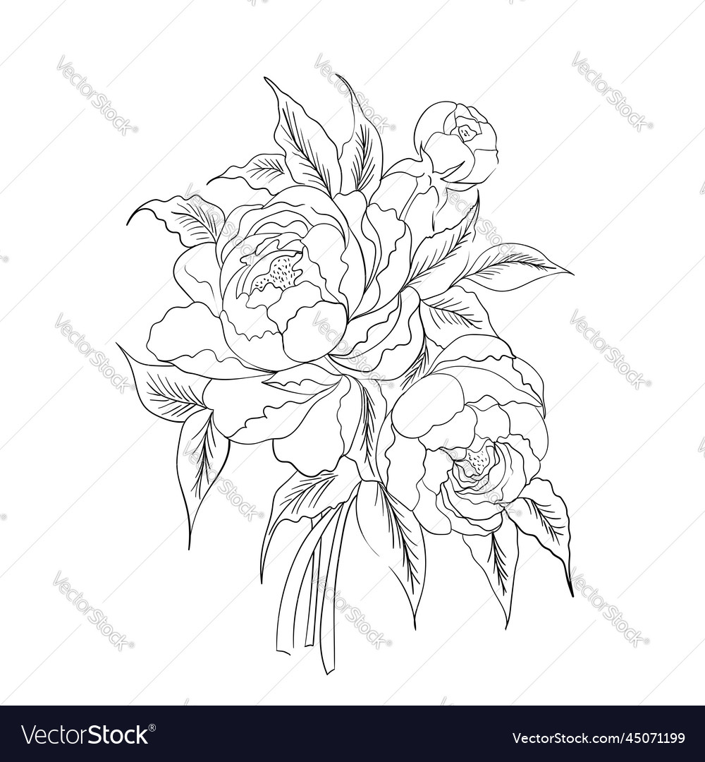 Flower drawing and sketch with black white lin Vector Image