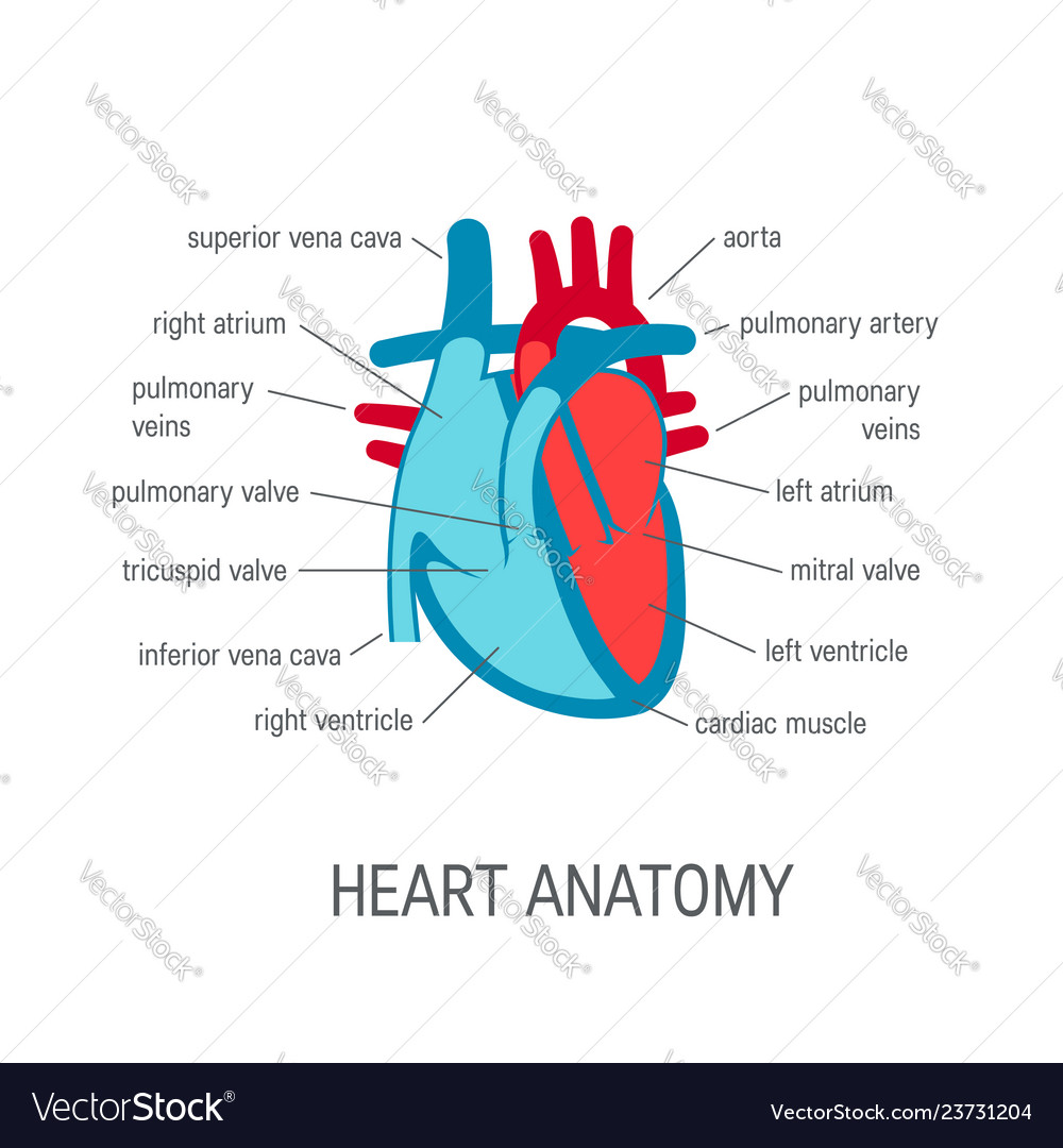 Human Heart Icon In Flat Style Royalty Free Vector Image