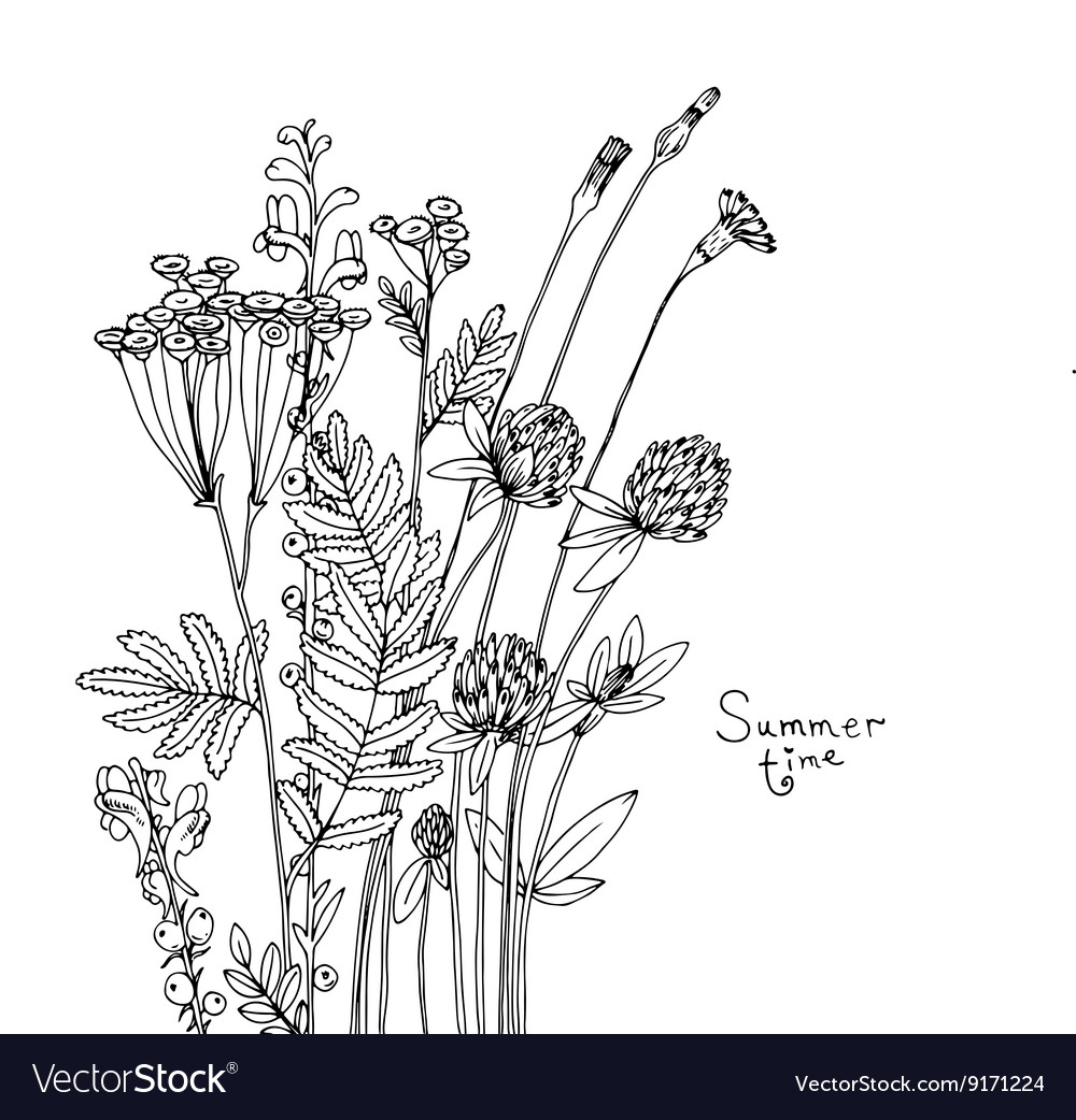 Sketch of the wildflowers Royalty Free Vector Image