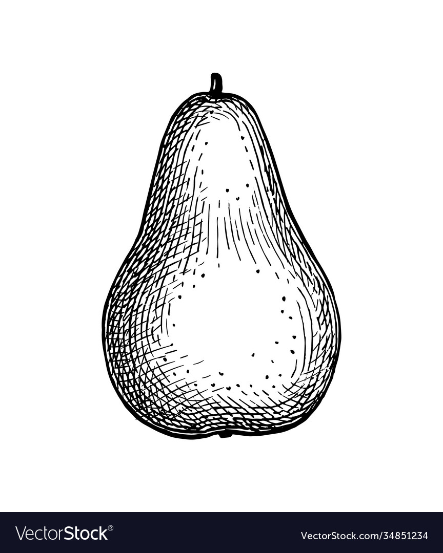 Ink sketch pear Royalty Free Vector Image - VectorStock