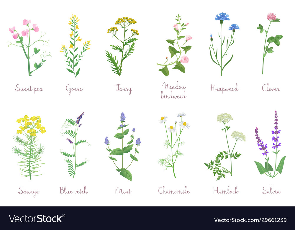 Wild Herbs Set With Names Isolated Wildflowers Vector Image