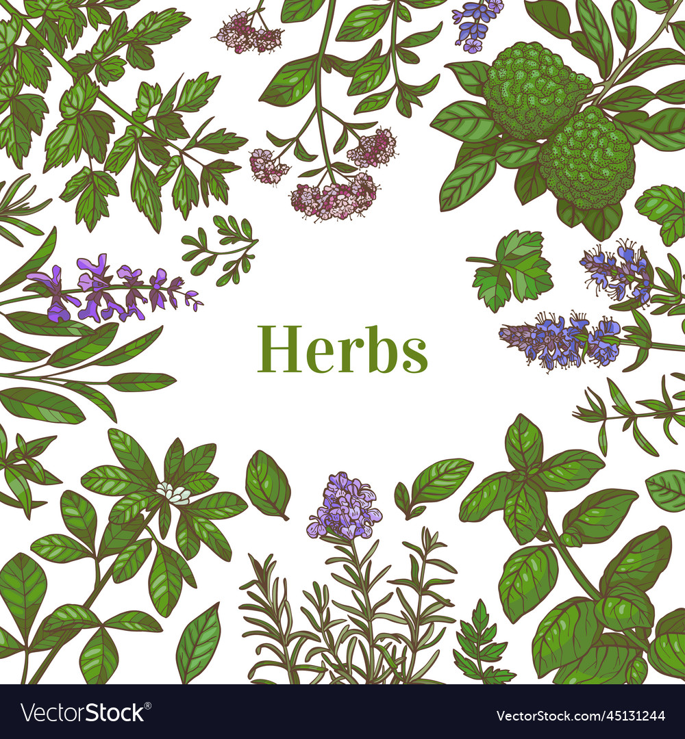 Color template with herbs in hand-drawn style Vector Image