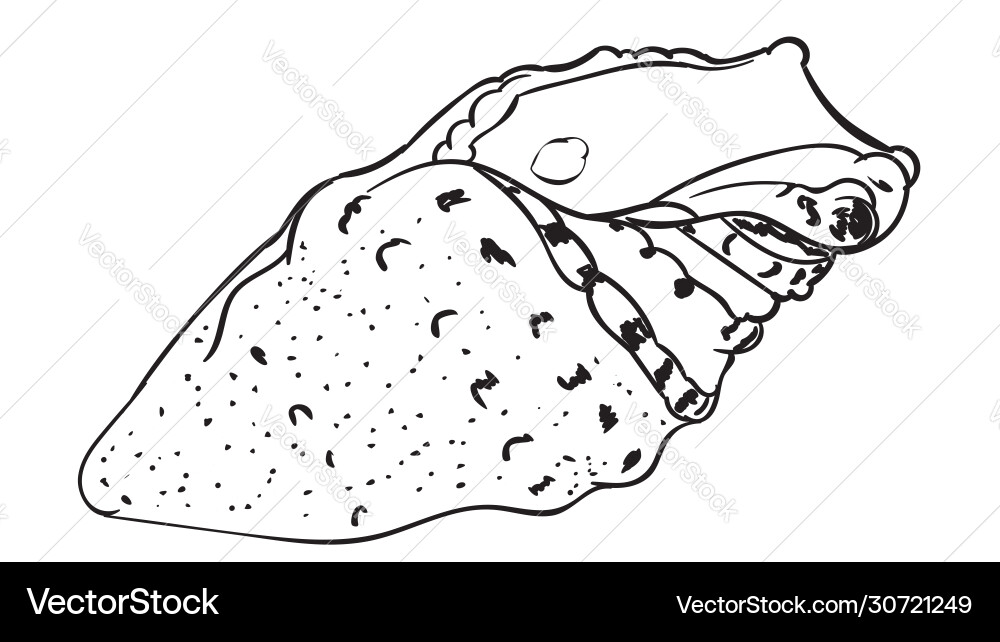 Decorative seashell design Royalty Free Vector Image