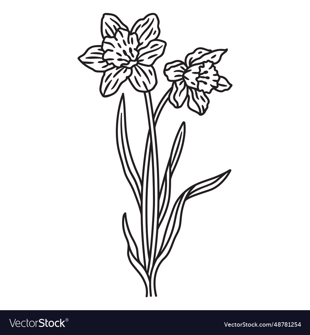 Daffodil flowers stroke Royalty Free Vector Image