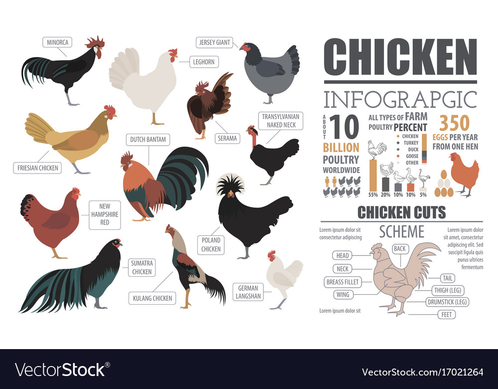 poultry farming infographic template chicken vector image