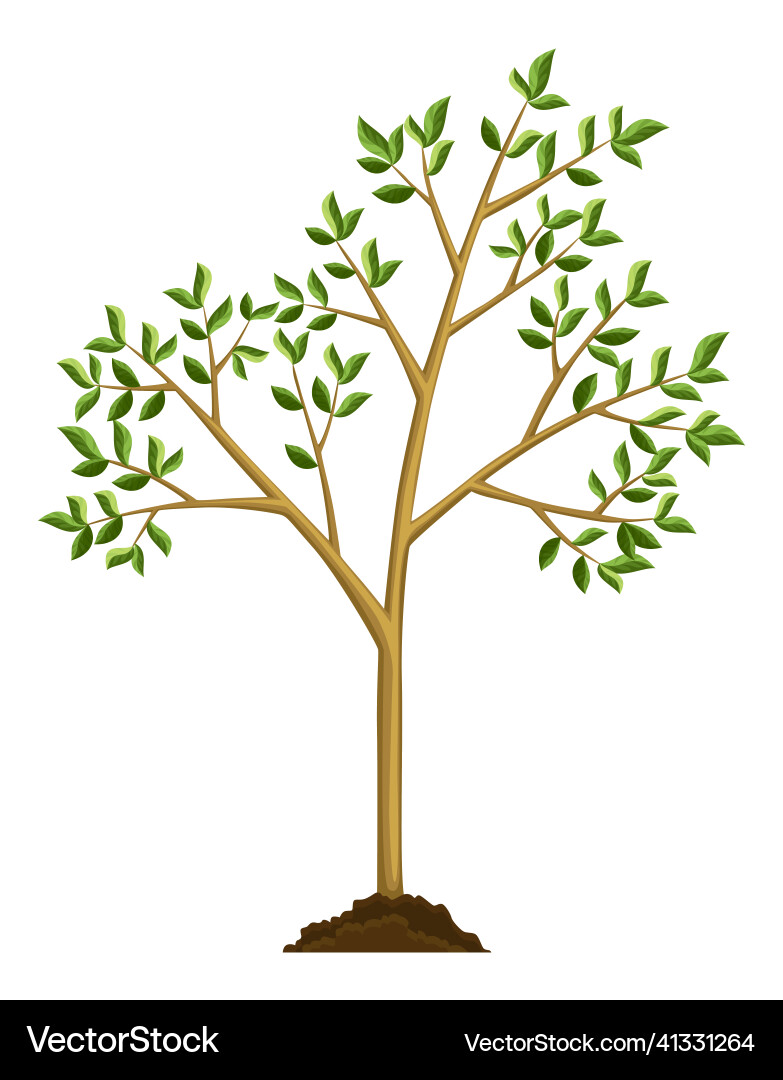 Stage of tree growth large tree growth with green Vector Image