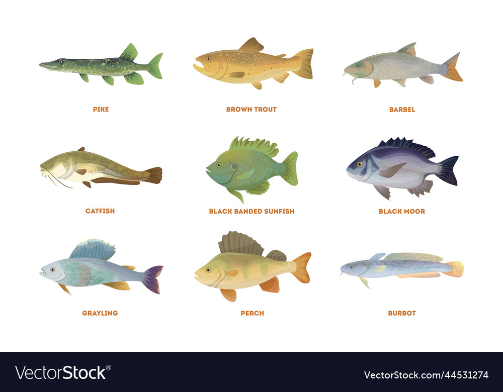 River fish set Royalty Free Vector Image - VectorStock