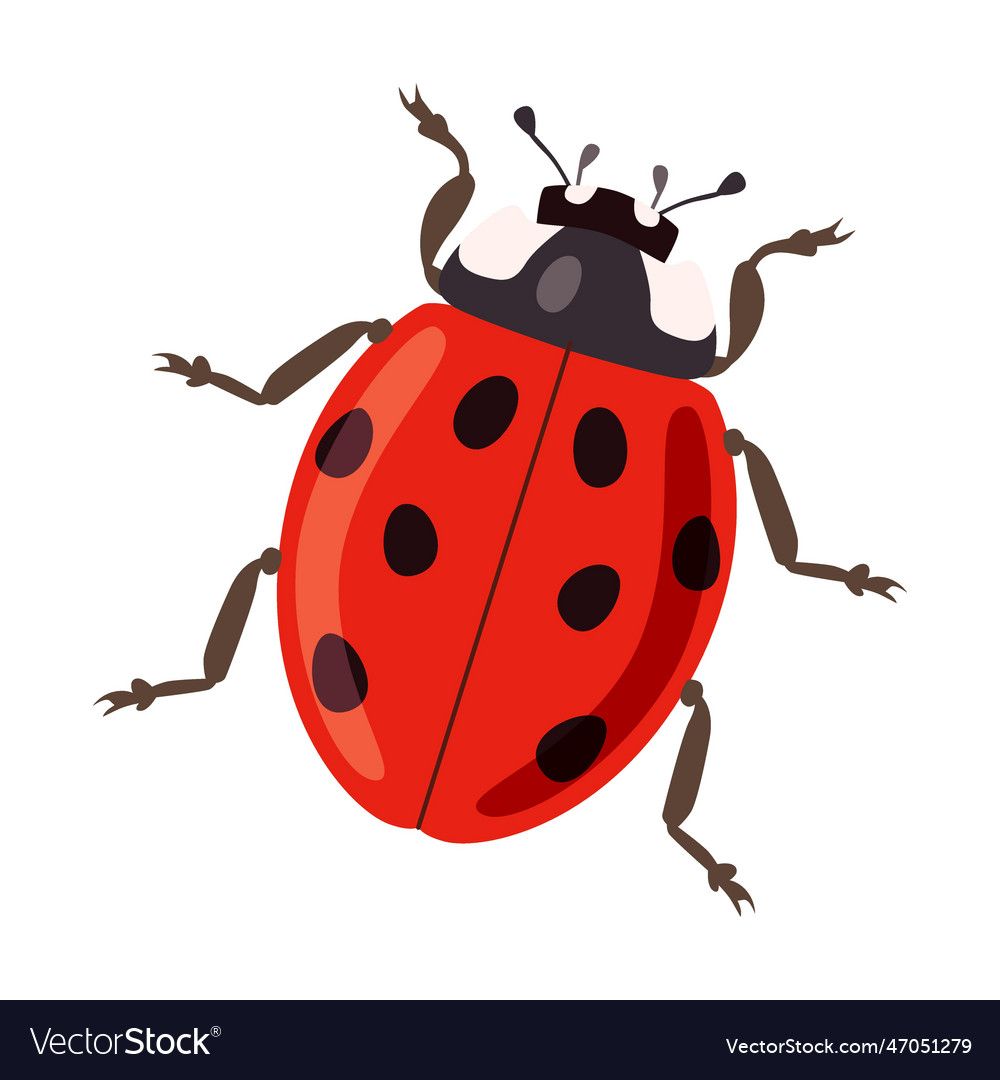 Ladybug insect on white background cartoon Vector Image