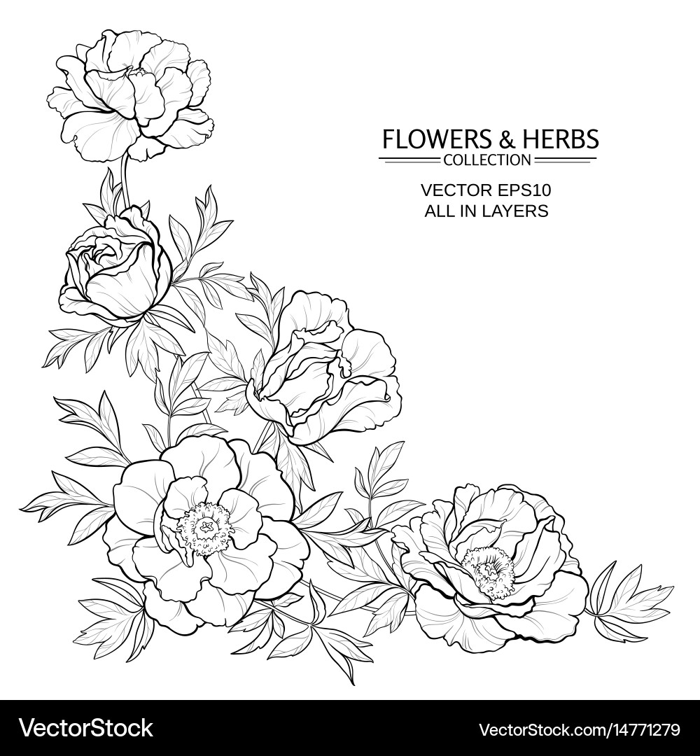 Peonies Royalty Free Vector Image - VectorStock