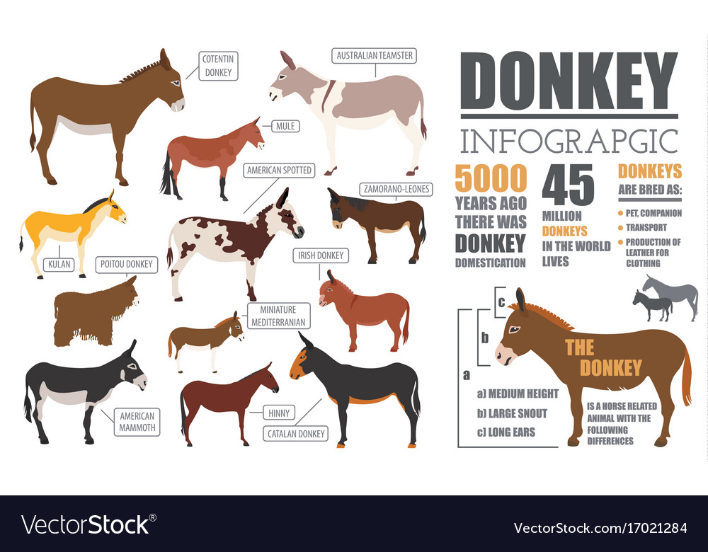donkey breeds infographic template animal farming vector image