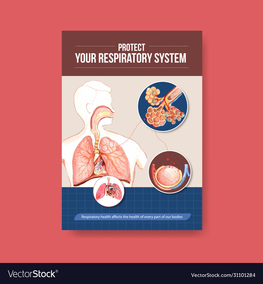 Information about anatomy respiratory Royalty Free Vector